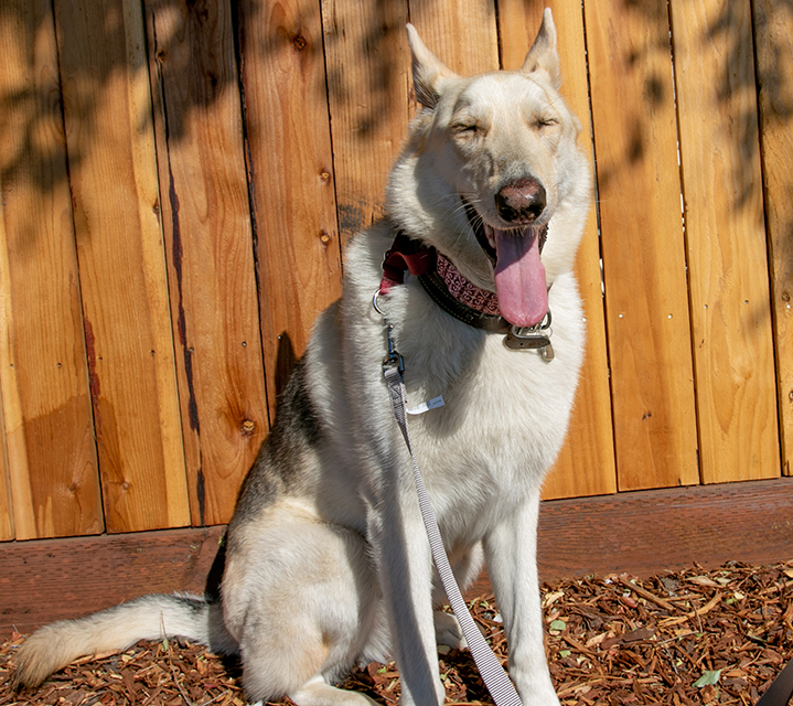 Cody (Aspen)